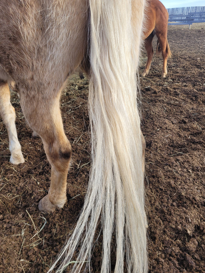 Xtra Equine - Light and Bright Shampoo