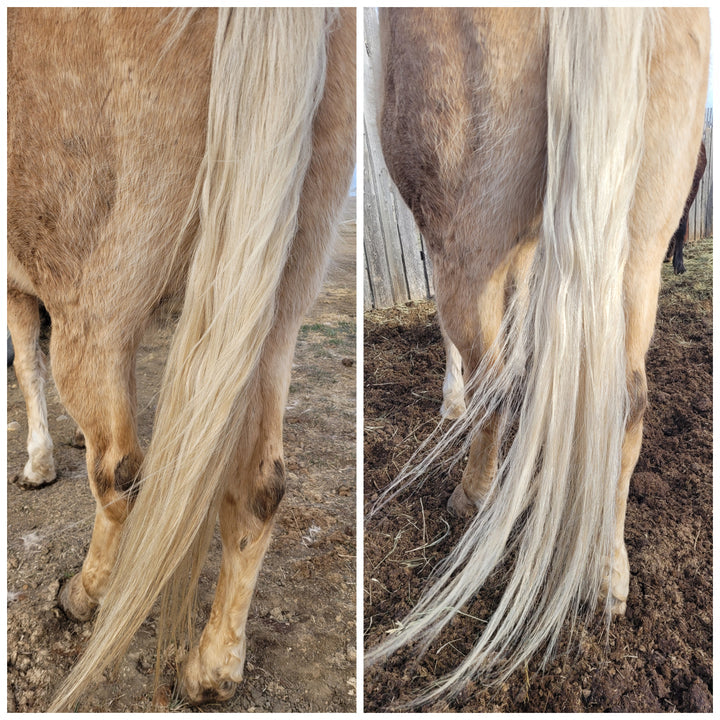 Xtra Equine - Light and Bright Shampoo